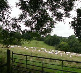 Campo queso Tymsboro