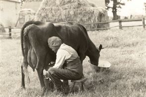 100 Aniversarios Colston Basset Stilton
