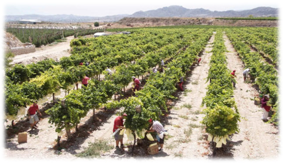 Concurso embolsado de uvas del Vinalopó
