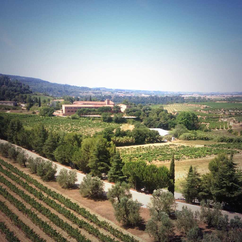 Viñedos de la bodega d'Espiells de Juvé y Camps