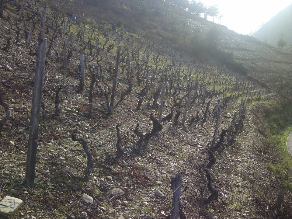 Parcela Retortoiro en Cangas del Narcea 