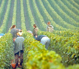 Enoturismo-en-la-champagne-bodegas-vinos-restaurantes-visitar_col