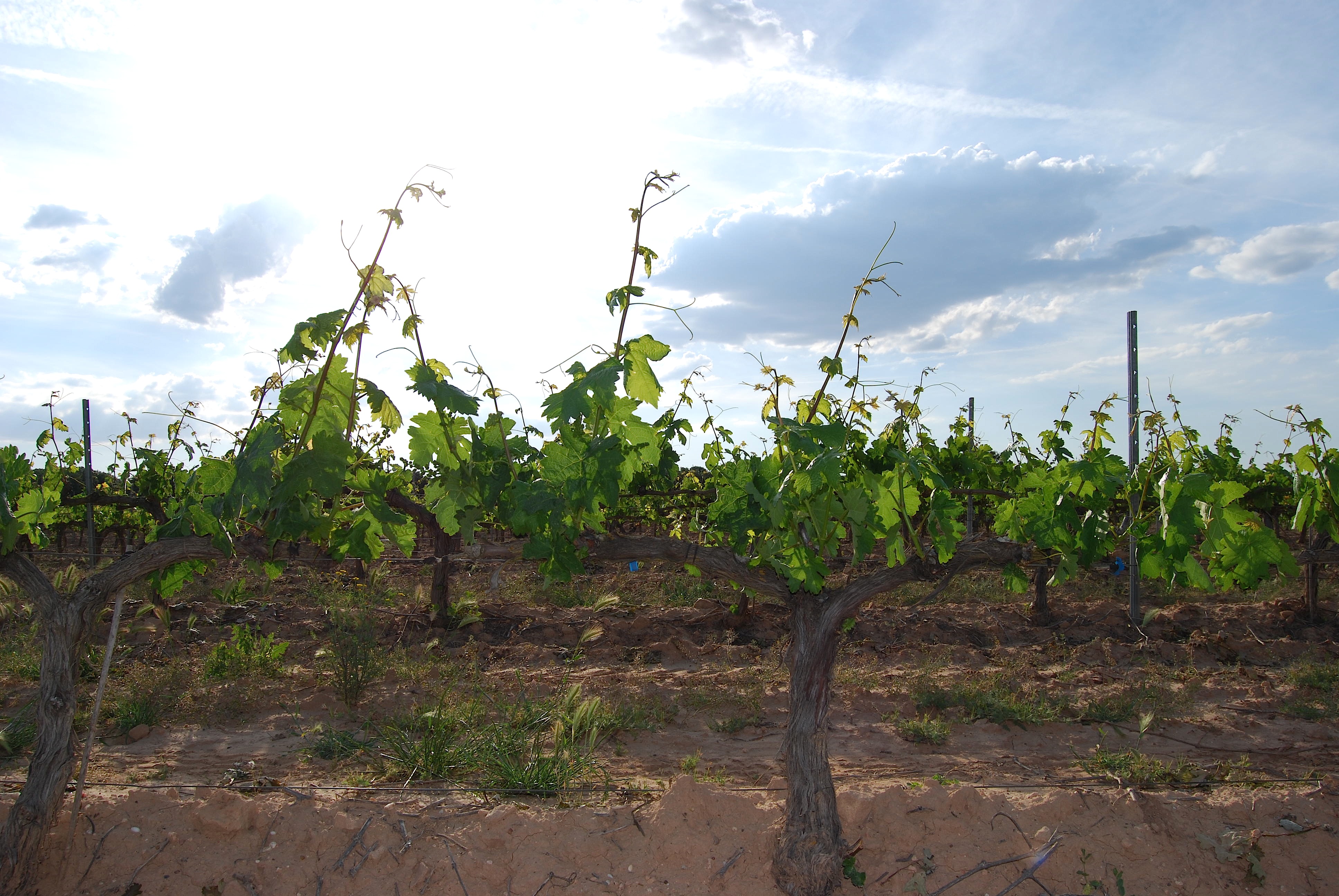 viñedo