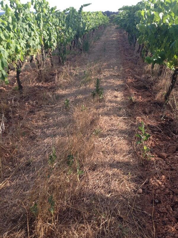 Twitter Verema Penedès 1