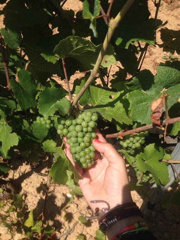 Twitter Verema Penedès 3