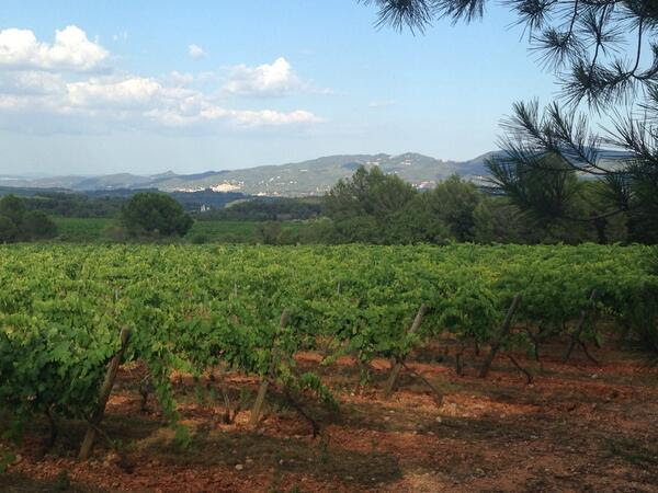 Twitter Verema Penedès 10