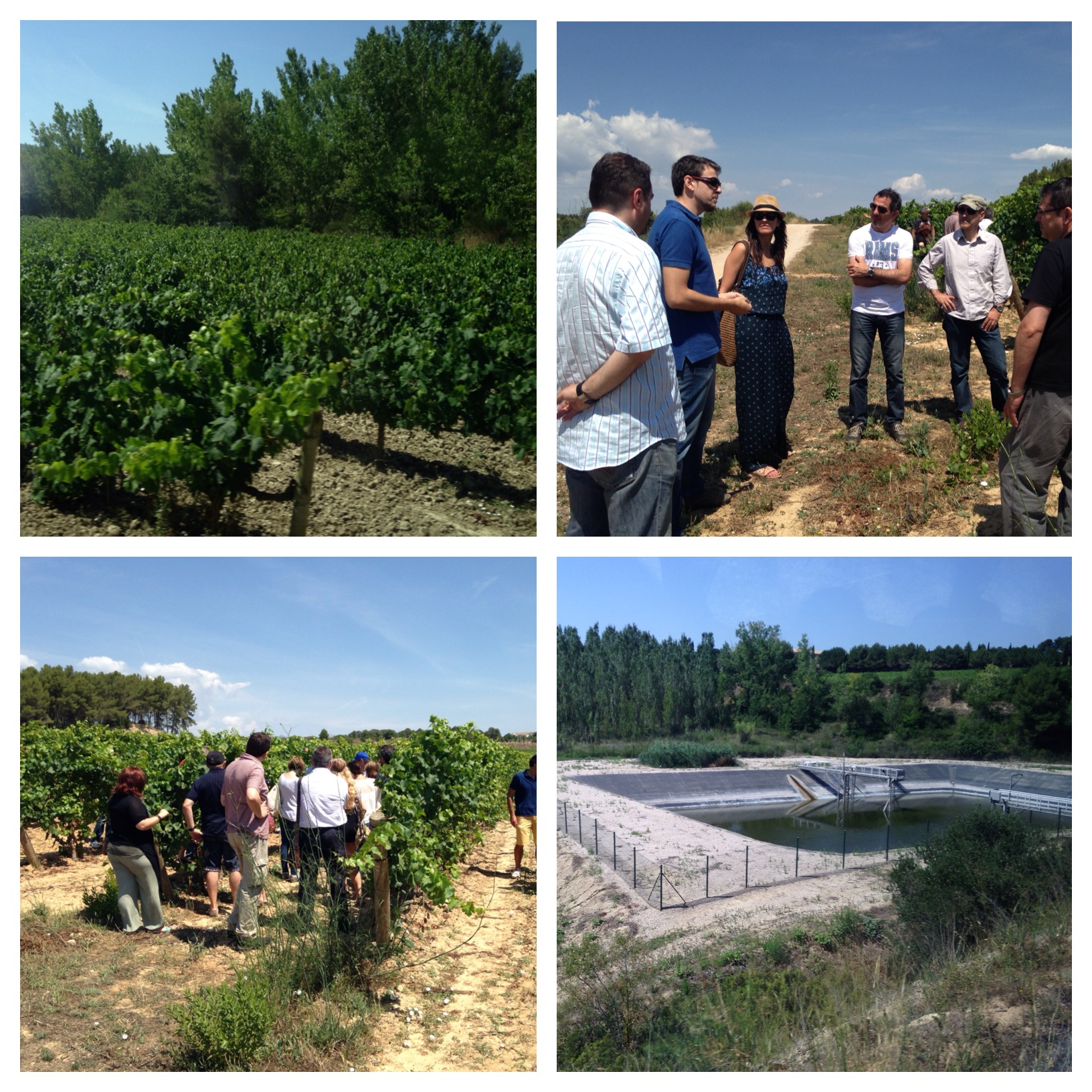 Viñedos de Juvé y Camps en la visita del Encuentro de Foreros Verema