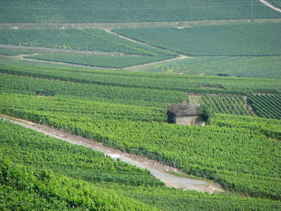 Côte des blancs en Cramant