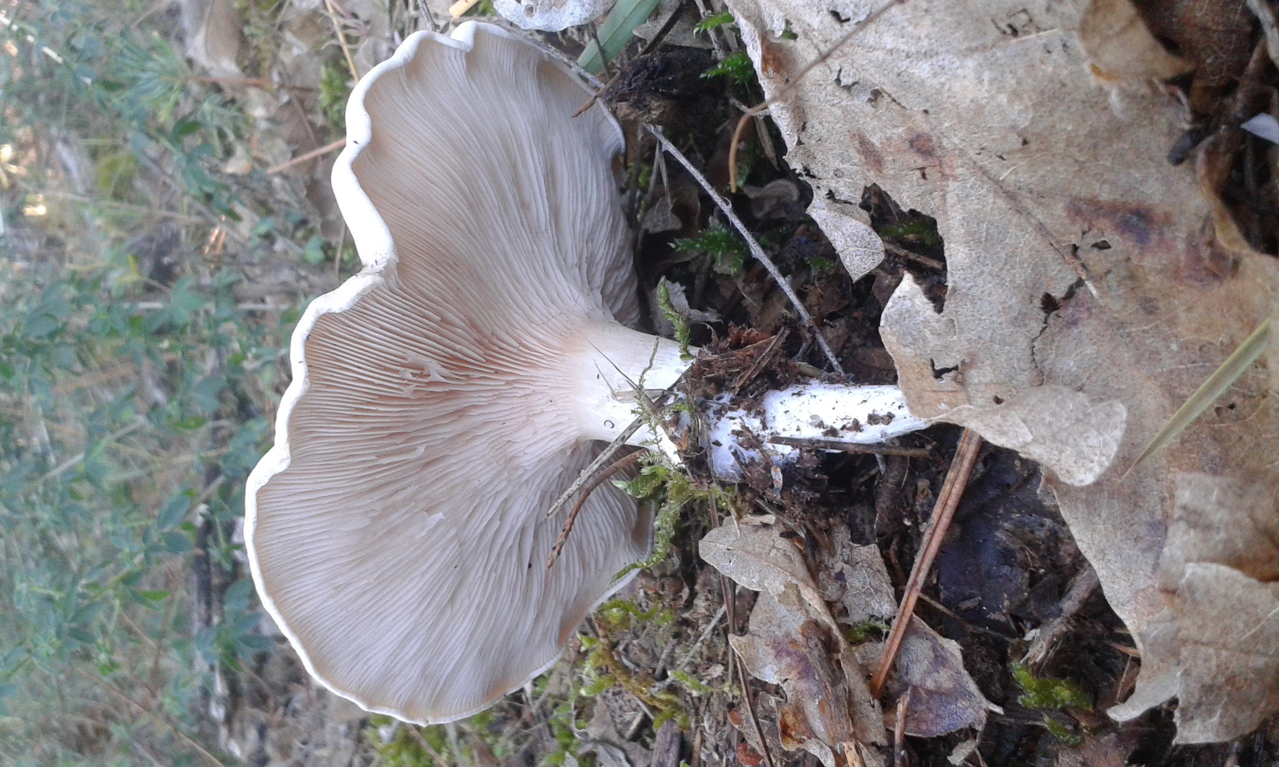 c.prunulus