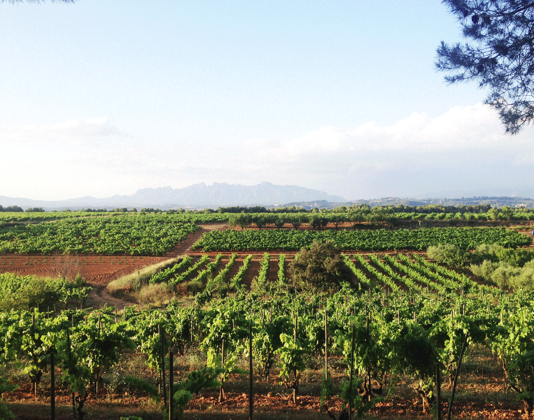 Agricultura biodinámica aplicada en Bodega Recaredo