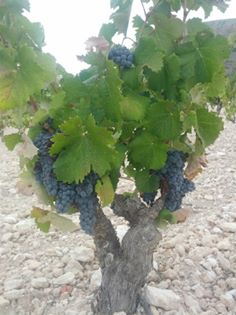 cepa monastrell