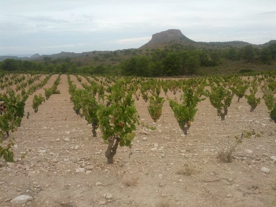 viñedo monastrell