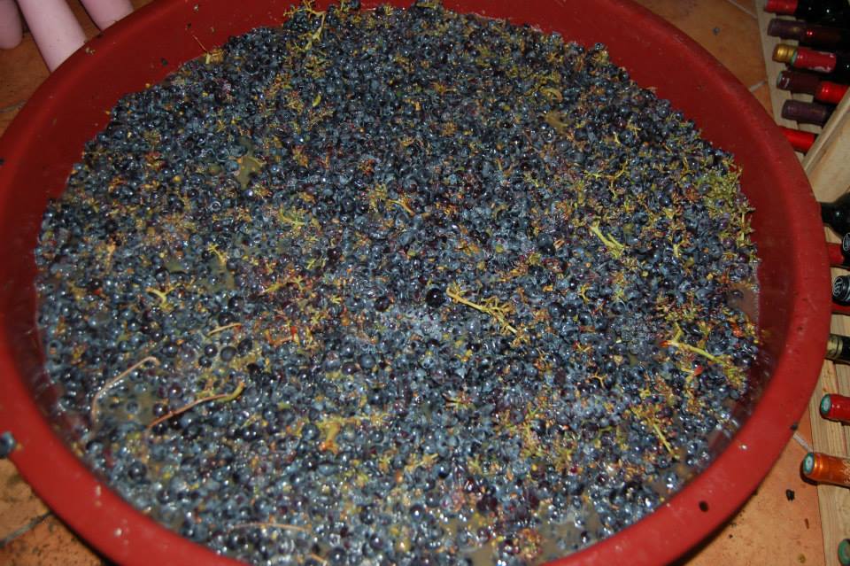 monastrell semidespalillada, ahora a fermentar
