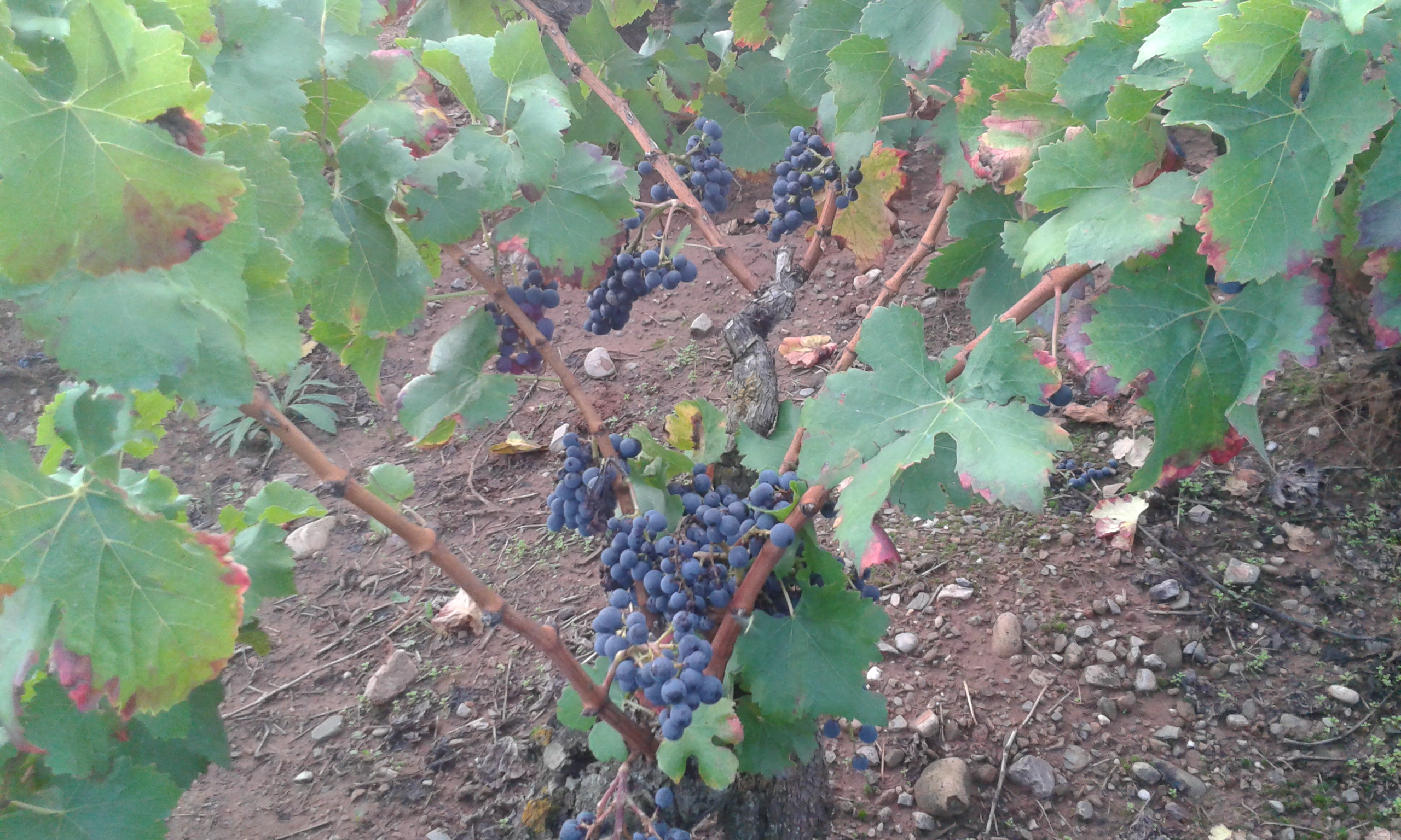 garnacha centenaria de Cárdenas