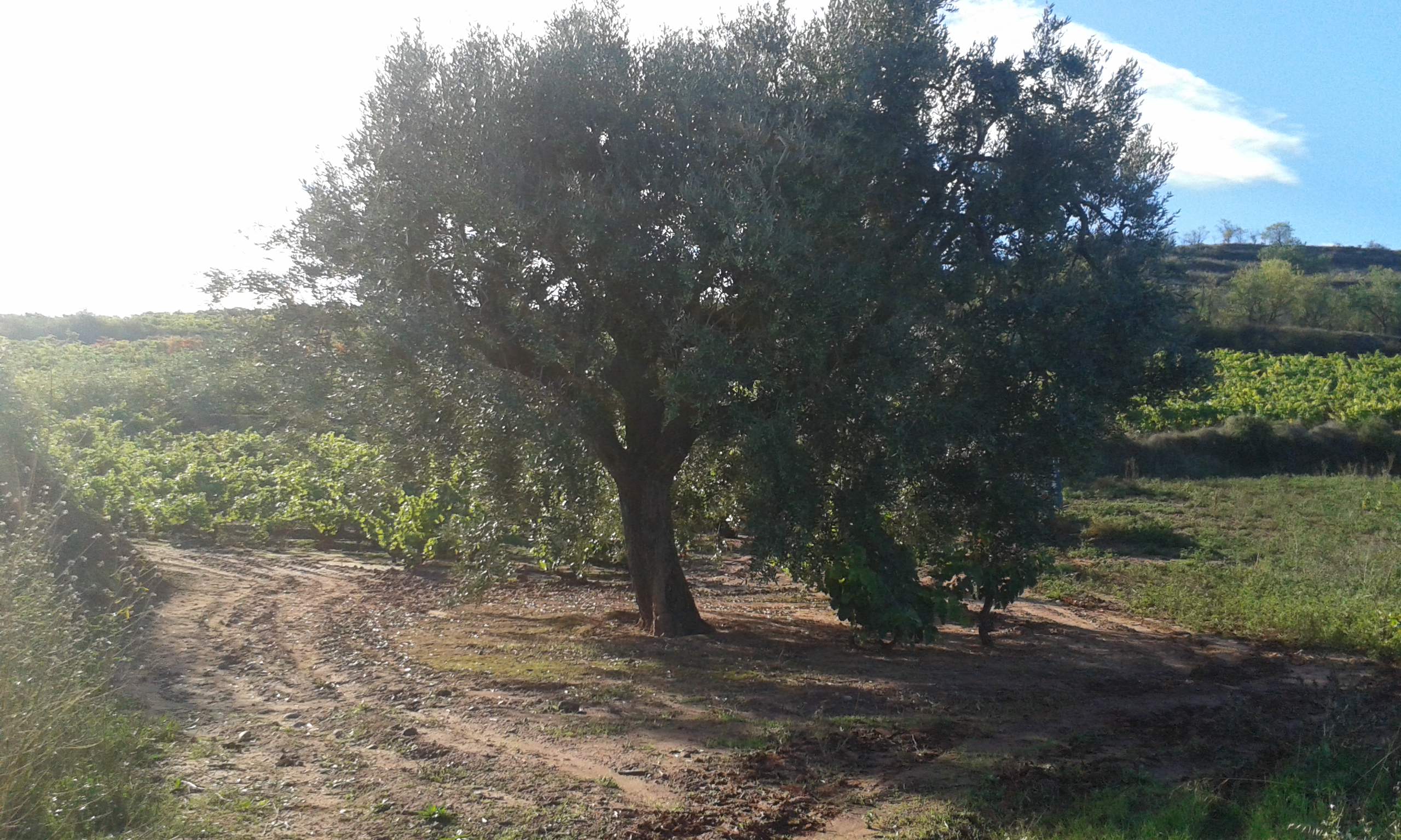olivos entre viñedos