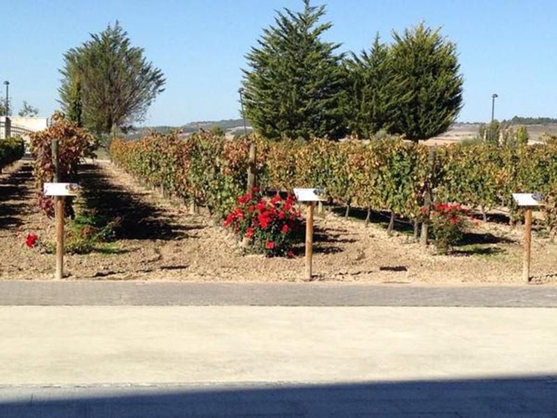 Encuentro de foreros en Ribera del Duero