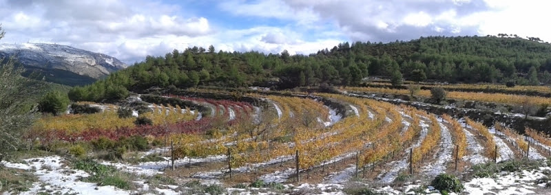 Viñedos Mas dela Real de Sella