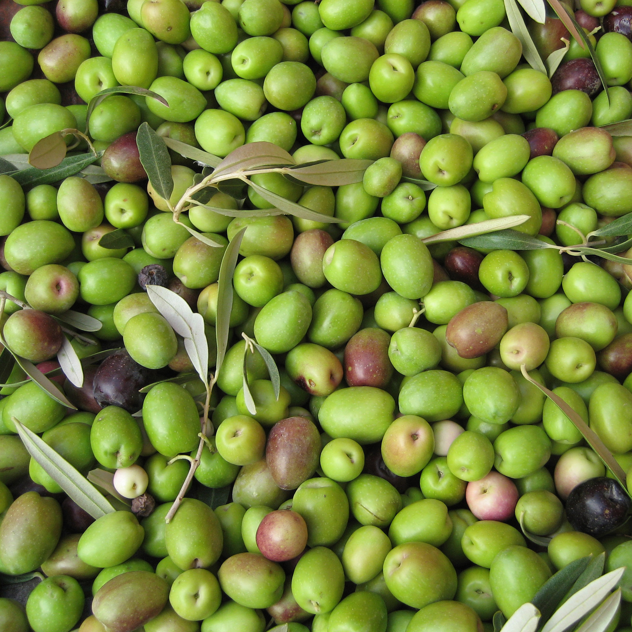 Aceitunas en pre-envero