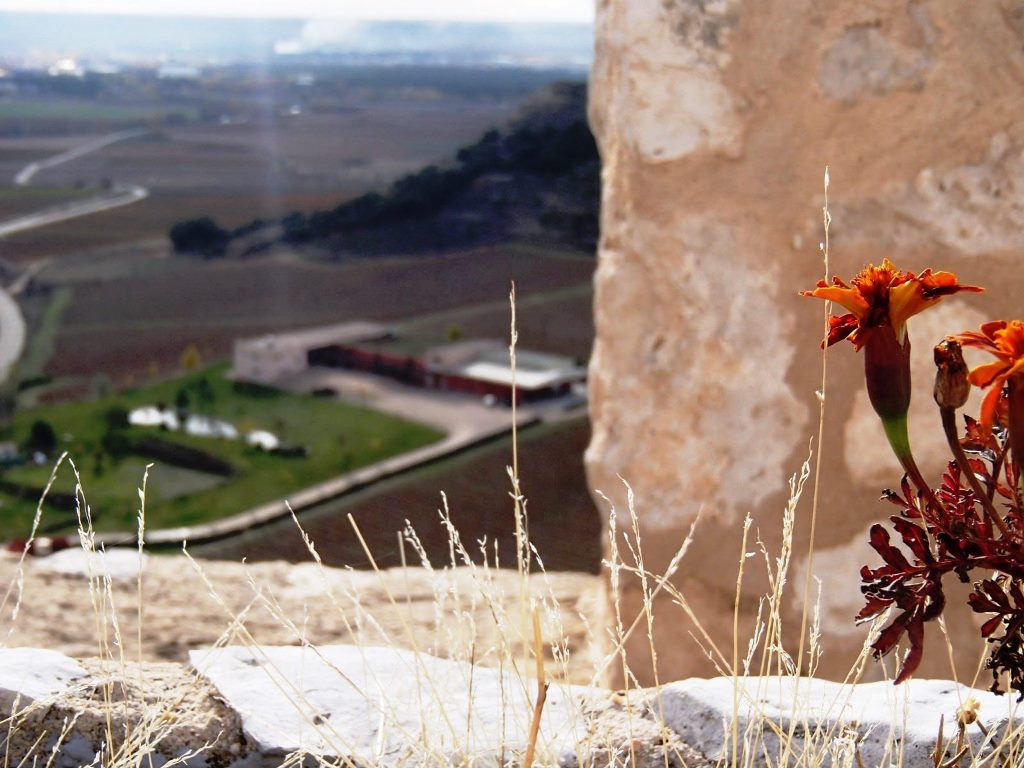 flor en ribera del duero