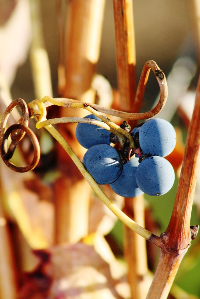 uvas de ribera del duero