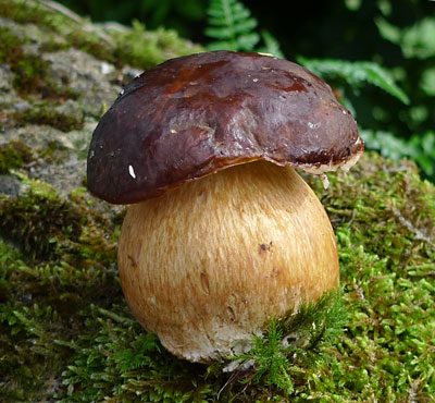 Boletus aereus