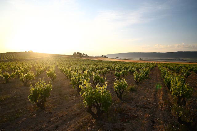 Viñedo de Alforins