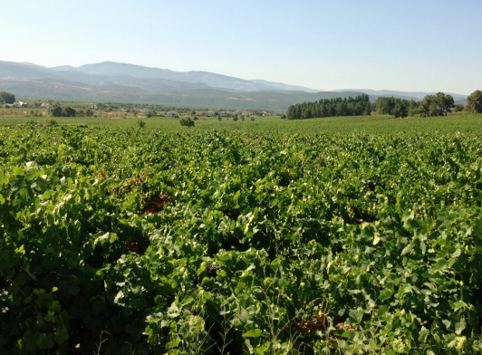 Paisaje del Bierzo