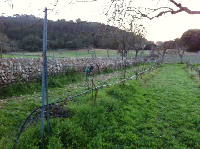 Ceps de Macabeu, vinya de Binalagant