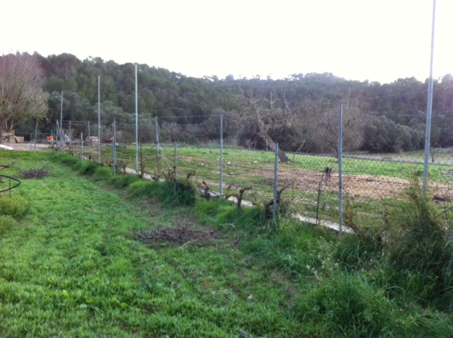 Ceps de Cabernet Sauvignon, vinya de Binalagant