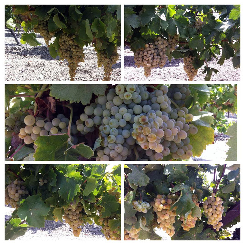 Ramiro Ibáñez racimos y albariza