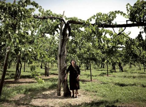 Cepas centarias de aglianico 