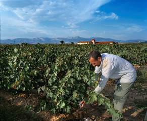 Viñedos Familia Martínez Bujanda
