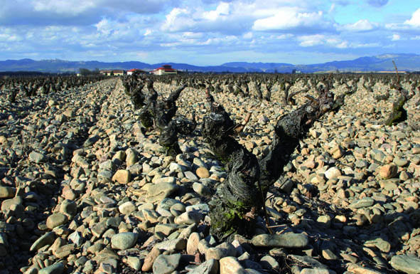 viñedos-bodega-finca-la-emperatriz-hernaiz-rioja