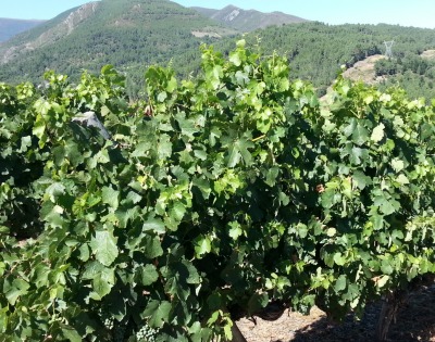 Viñedos de Valdeorras