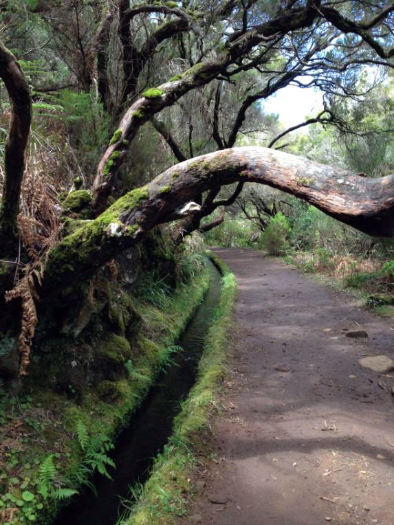 shira-murciano-madeira-3