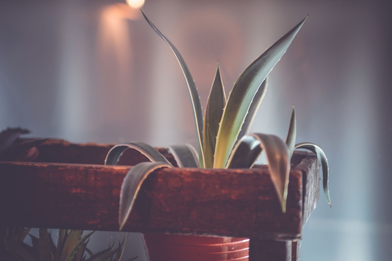 Planta de agave en el bar Corazón de Agave en Madrid