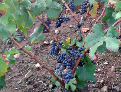 Garnacha centenaria riojana