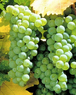 sauvignon blanc