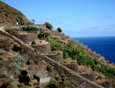 Viñedo en La Gomera