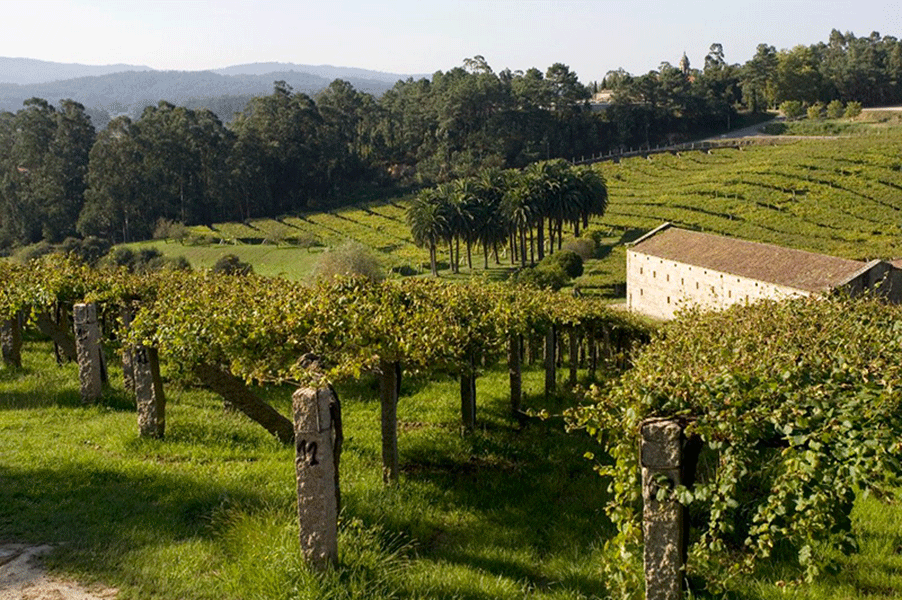 Viñedos Bodega Pazo Baión
