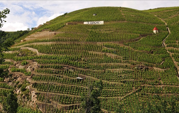 Viñedo Guigal