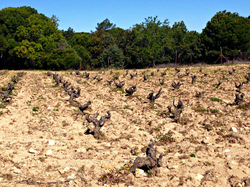 Visita a Las Moradas de San Martín: detalle de cepas con bosque detrás