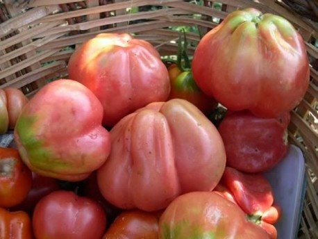 Tomate rosa de Gerona