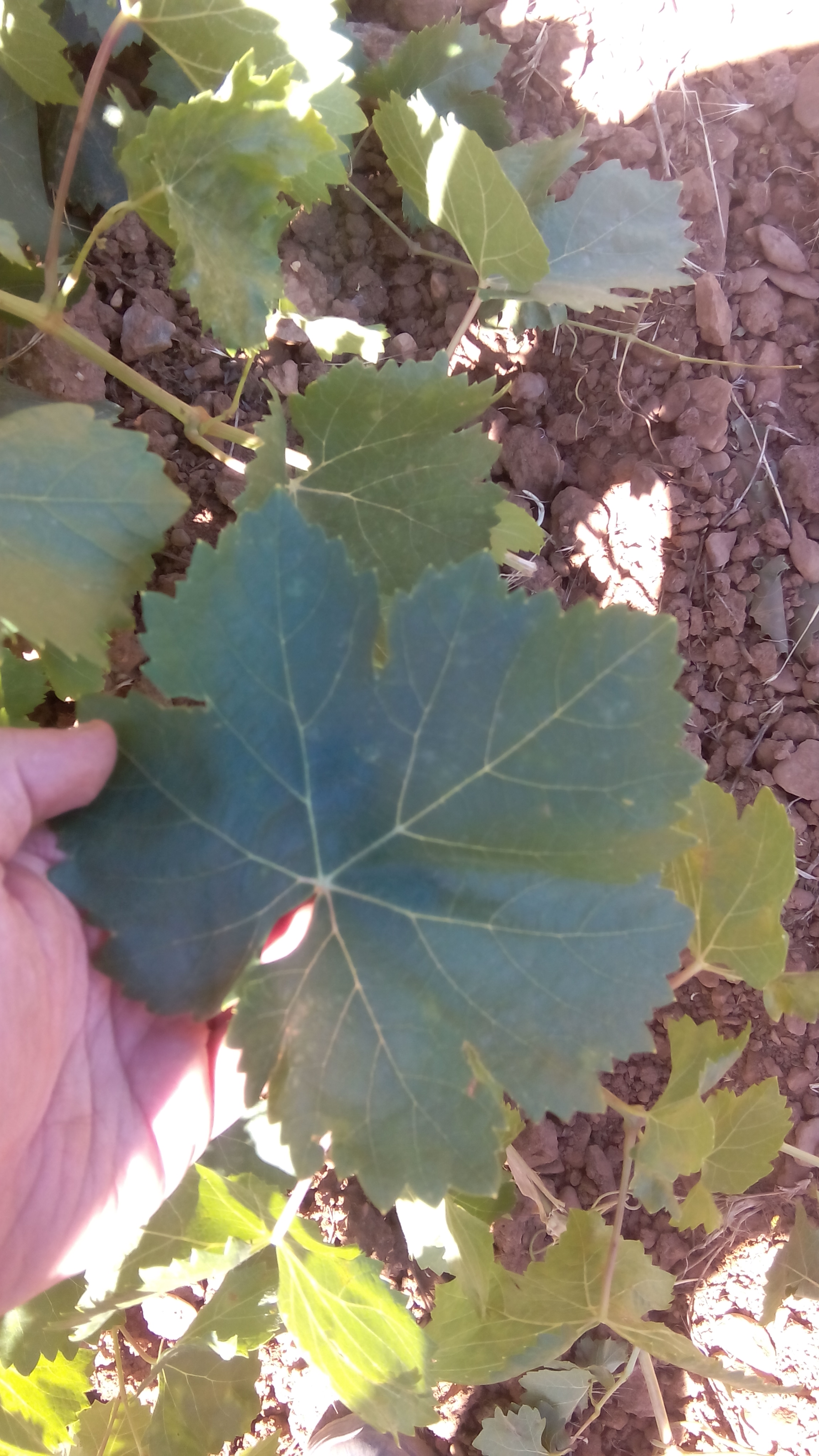 Hoja