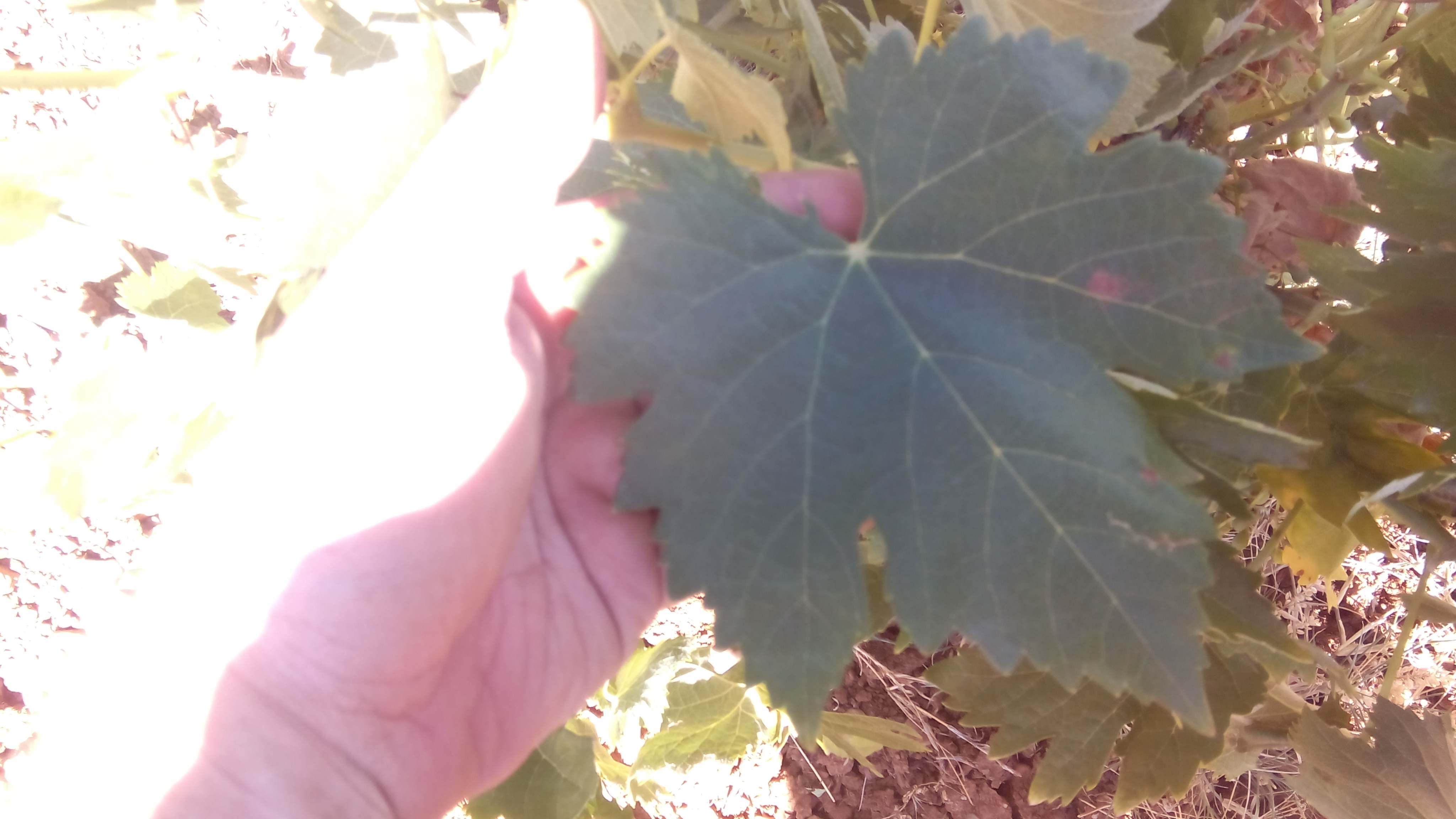 Otra Hoja Cepa distinta