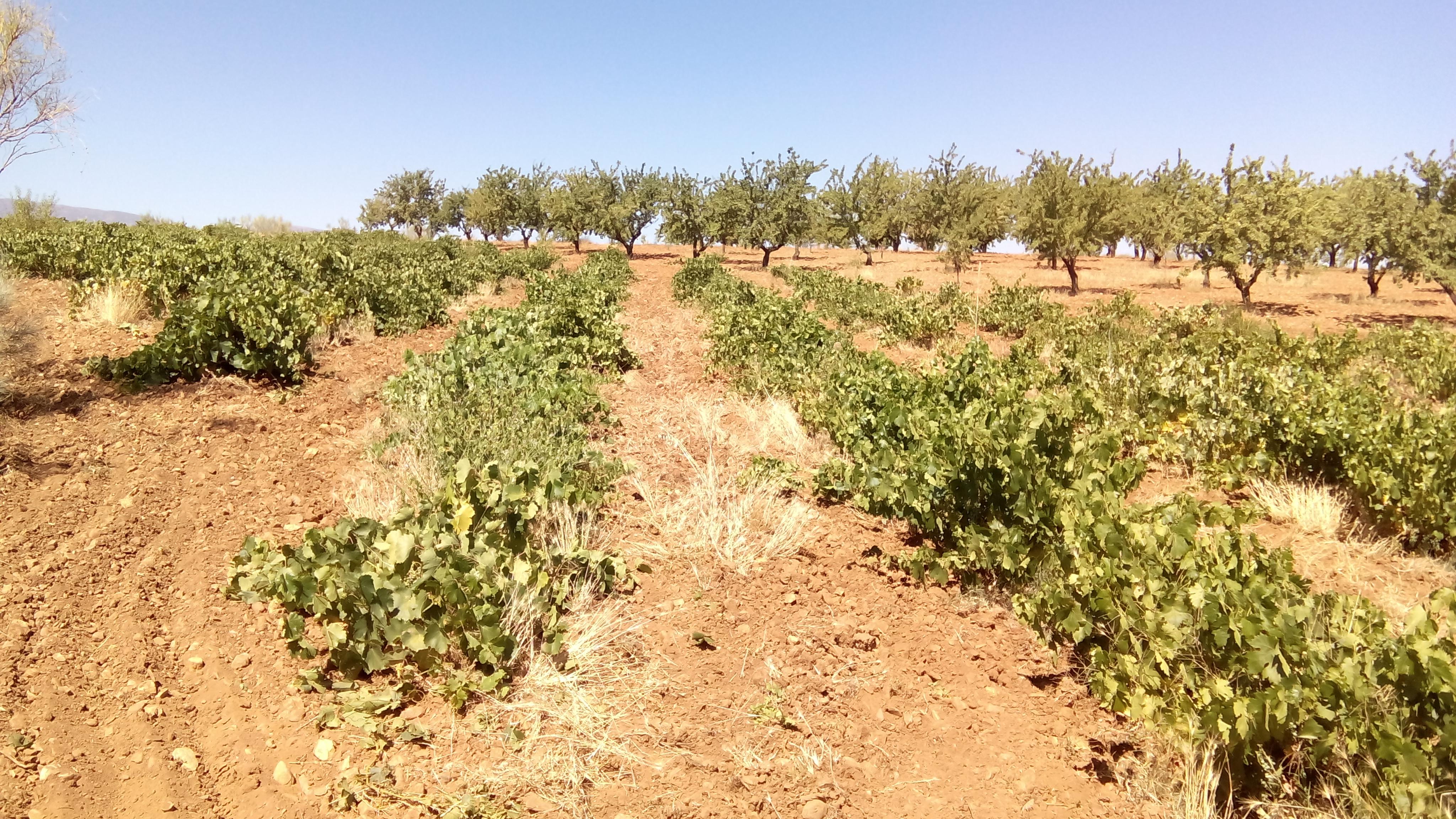 Vista de parte de la finca
