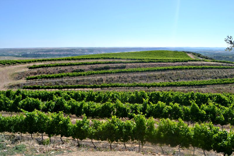 Visita Bodegas Barón de Ley 1er Encuentro Foreros 2015