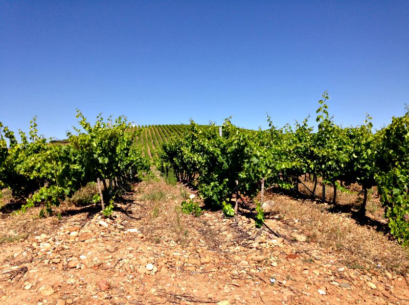 Visita Bodegas Barón de Ley 1er Encuentro Foreros 2015