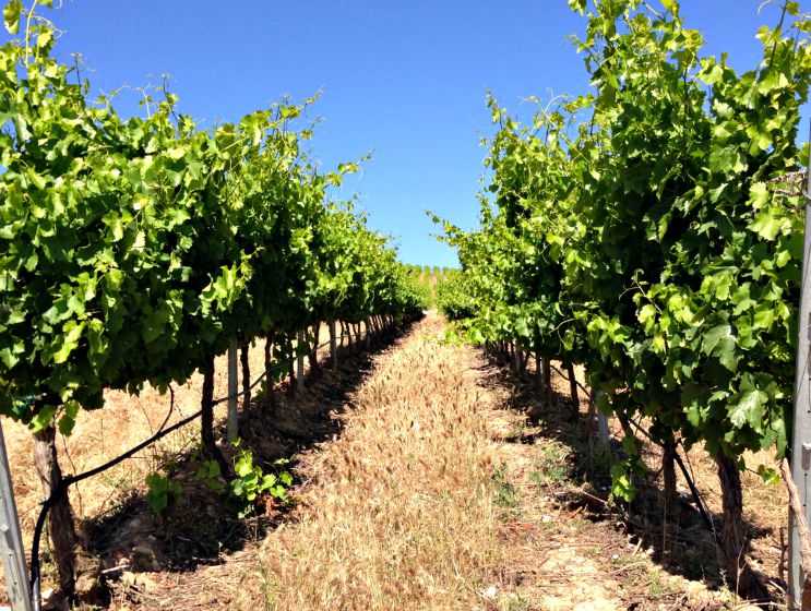 Visita Bodegas Barón de Ley 1er Encuentro Foreros 2015