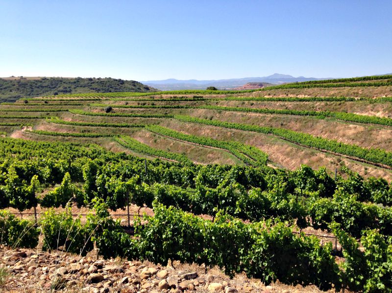Visita Bodegas Barón de Ley 1er Encuentro Foreros 2015